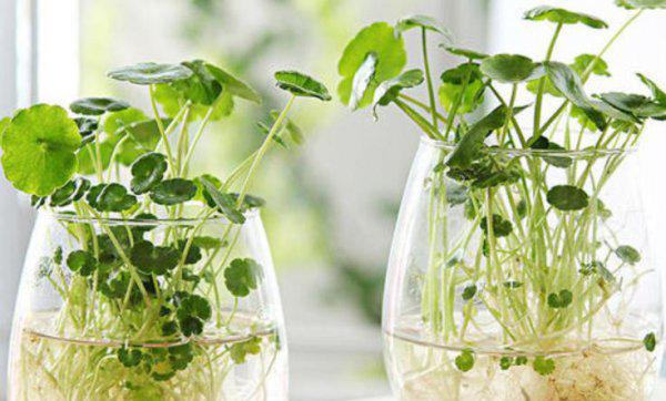 水培植物有哪些