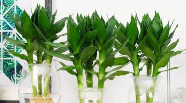 水培植物有哪些