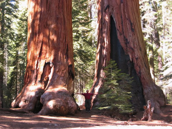 世界上最大的树是什么树