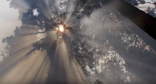 世界上最大的树是什么树