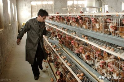 鸡吃自己下的蛋是怎么回事 鸡吃自己的蛋怎么解决