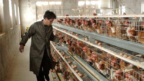 鸡吃自己下的蛋是怎么回事