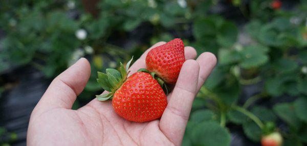 属于安徽名优特产水果