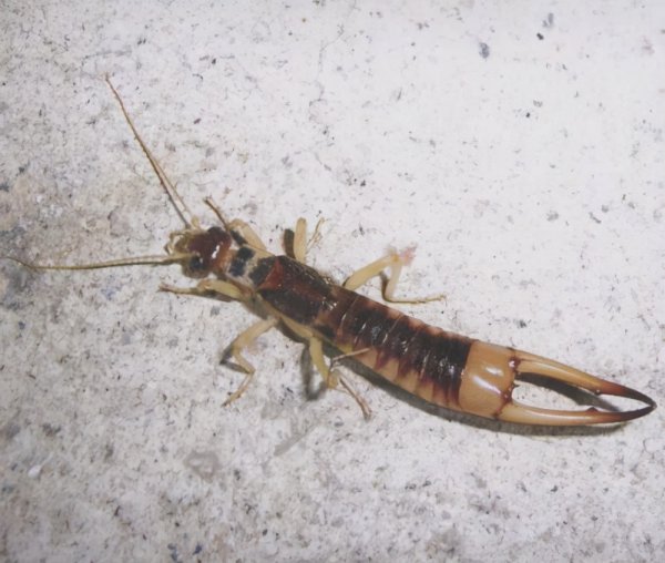 蠼螋对人有什么危害