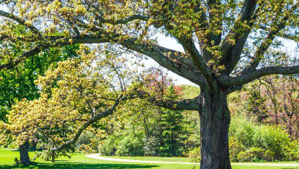让大树一夜死掉的药水