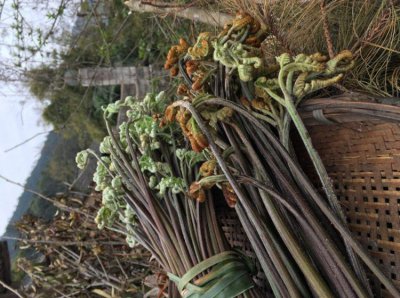 长寿菜是什么菜简介 长寿菜是在哪里生长的