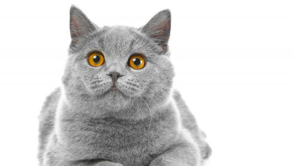 各种蓝猫的性格跟特点