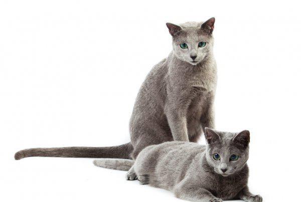 各种蓝猫的性格跟特点