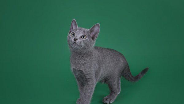 各种蓝猫的性格跟特点