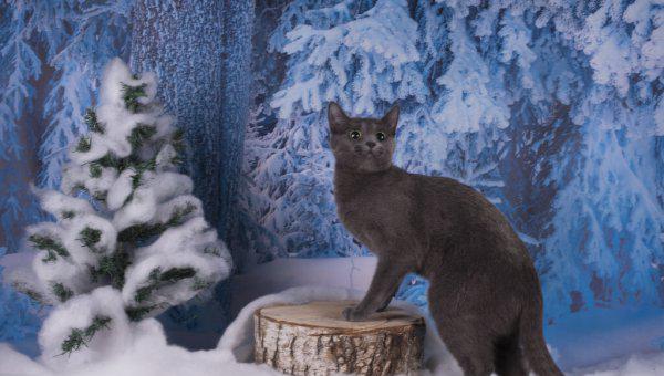 各种蓝猫的性格跟特点