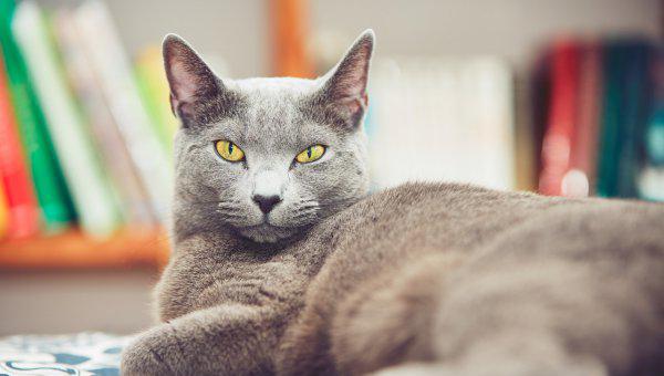 各种蓝猫的性格跟特点