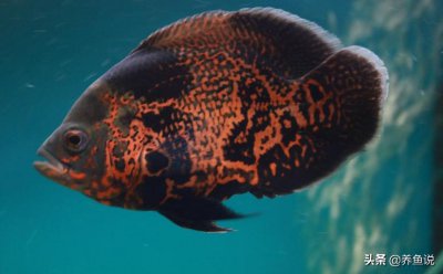 地图鱼好养吗价格贵吗 养殖地图鱼的条件以及注意事项