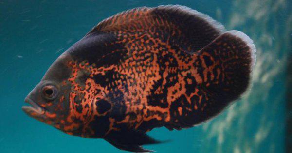 地图鱼好养吗价格贵吗