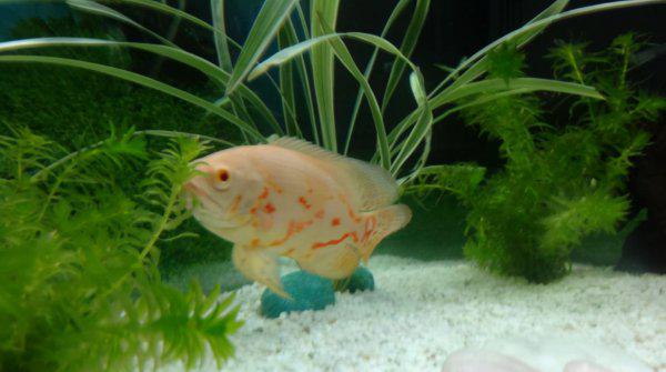 地图鱼好养吗价格贵吗