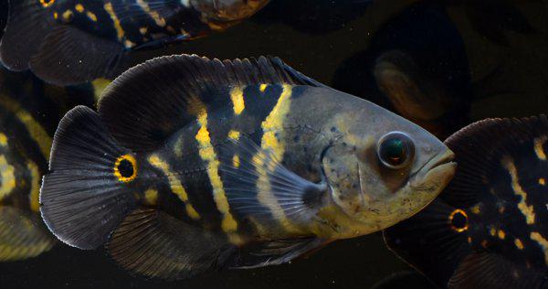 地图鱼好养吗价格贵吗