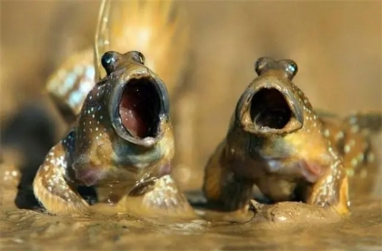 弹涂鱼怎么养在鱼缸里