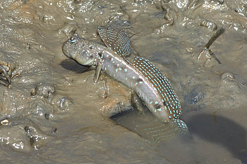 弹涂鱼怎么养在鱼缸里