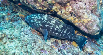 石斑鱼种类有几种 常见的石斑鱼都有哪些生活习性