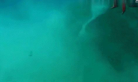 石斑鱼种类有几种