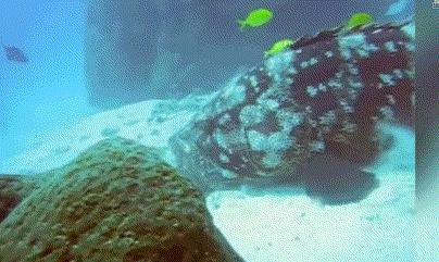 石斑鱼种类有几种