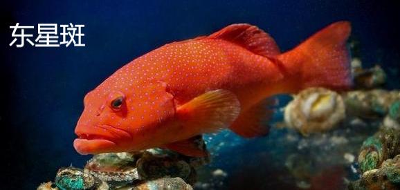 石斑鱼种类有几种