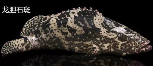 石斑鱼种类有几种