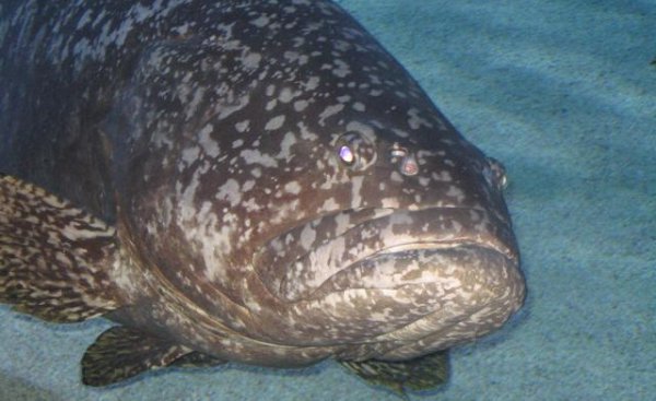 石斑鱼种类有几种