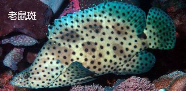石斑鱼种类有几种
