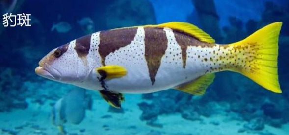 石斑鱼种类有几种