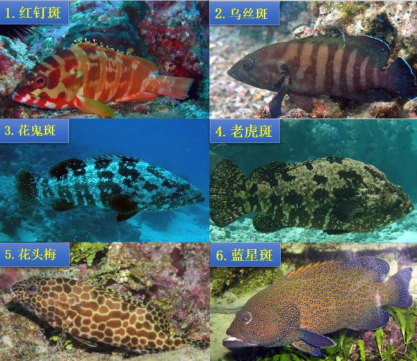 石斑鱼种类有几种