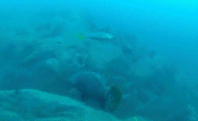 石斑鱼种类有几种