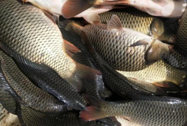 自制饵料配方大全