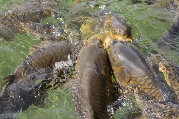自制饵料配方大全