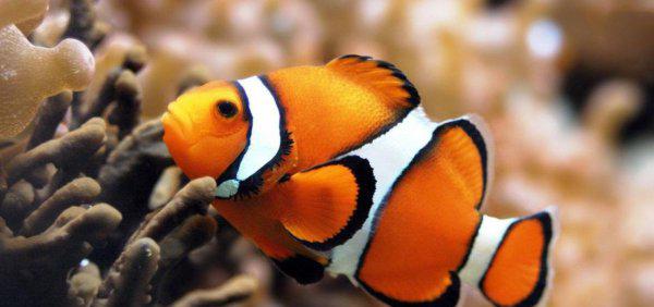 鱼有脑子吗脑容量有多大