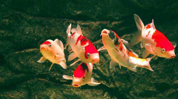 鱼有脑子吗脑容量有多大