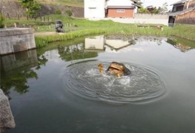 1991年日本河童事件 河童是虚构的还是真实存在的