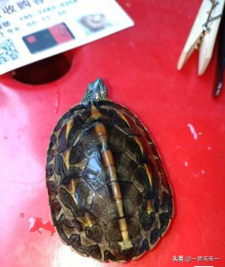 花龟怎么养长得快 花龟的生长习性和养殖方法介绍