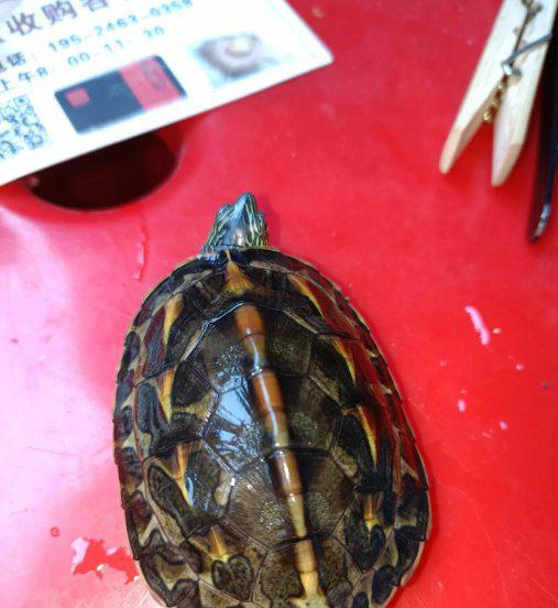 花龟怎么养长得快