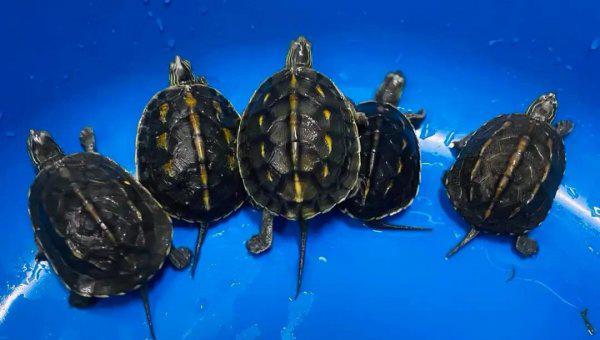 花龟怎么养长得快