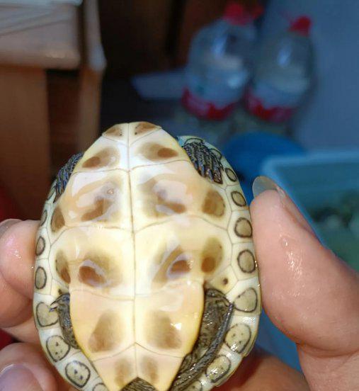 花龟怎么养长得快