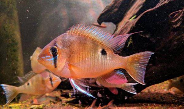 圣塔伦月亮宝石鱼的来源是什么