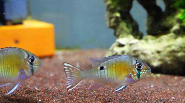 圣塔伦月亮宝石鱼的来源是什么