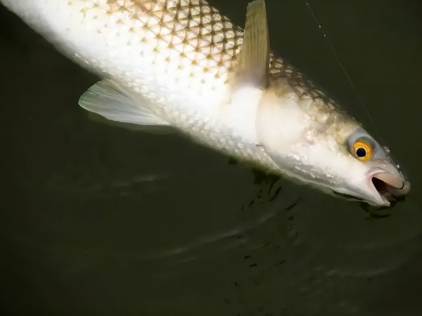 海边的梭鱼怎么钓最容易