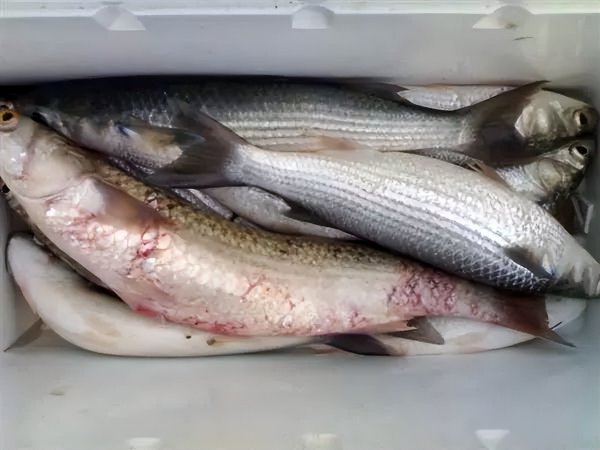 海边的梭鱼怎么钓最容易