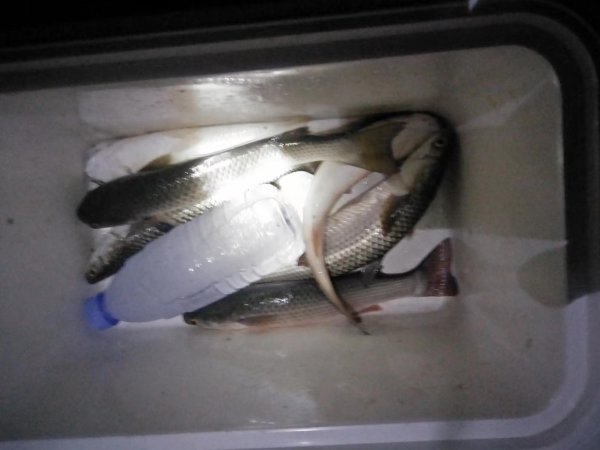 海边的梭鱼怎么钓最容易