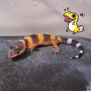 宠物守宫怎么养最好 新手养守宫需要注意哪些问题