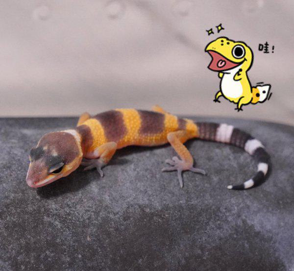 宠物守宫怎么养最好