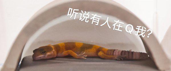 宠物守宫怎么养最好