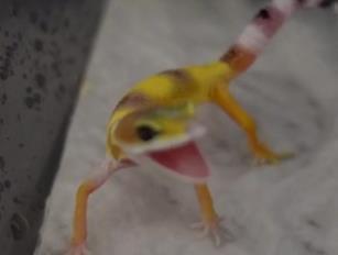 宠物守宫怎么养最好