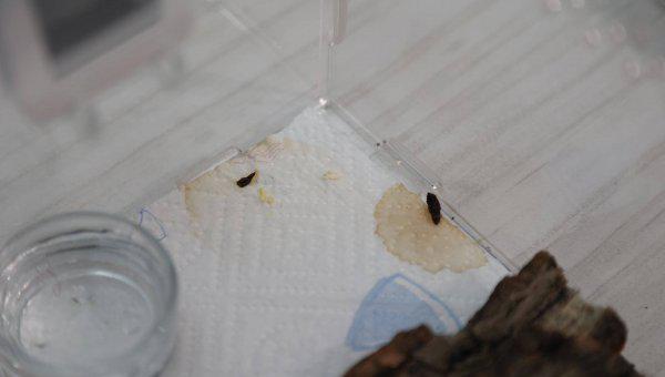 宠物守宫怎么养最好